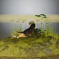 Crocodile Resting On Rocks In Pond With Aquatic Plants And Greenery Around Water