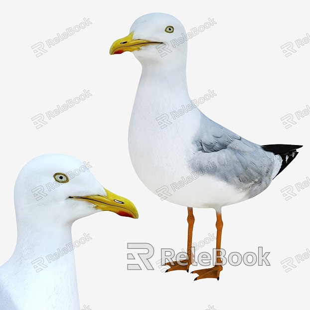 seagull animal bird seagull bird wing flying animal model