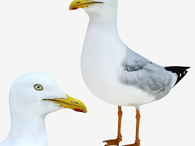 Two White Seagulls With Yellow Beaks Gray Wings And Orange Legs Standing 3d model