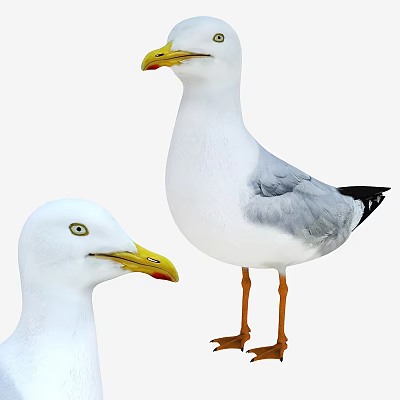 Two White Seagulls With Yellow Beaks Gray Wings And Orange Legs Standing 3d model Two White Seagulls With Yellow Beaks Gray Wings And Orange Legs Standing 3d model