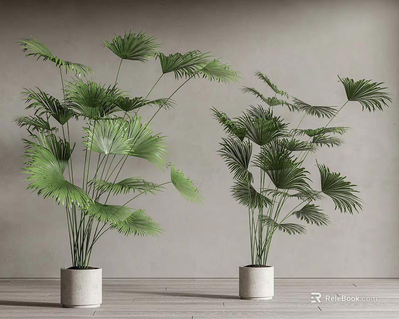 Potted Palm Plants With Large Fan Shaped Green Leaves In White Pots On Wooden Floor 3d model 