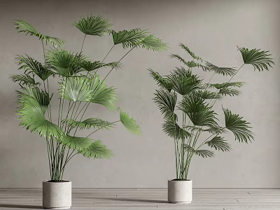 Potted Palm Plants With Large Fan Shaped Green Leaves In White Pots On Wooden Floor 3d model