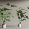 Potted Palm Plants With Large Fan Shaped Green Leaves In White Pots On Wooden Floor