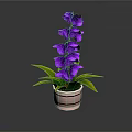 Purple Flower Plant With Green Leaves In Copper Pot On Dark Background