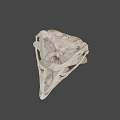 Natural History Collection of Bird Skulls with Detailed Anatomical Features