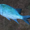Vibrant Blue Aquatic Fish With Shiny Metallic Scales And Large Round Eyes