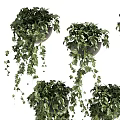 Hanging Vines Potted Plants with Lush Trailing Leaves and Green Foliage