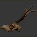 Detailed Deer Skull With Natural Brown Antlers Isolated On Dark Background