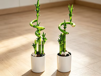 Green Curved Bamboo Bonsai Plants in White Pots with Pebbles on Wooden Floor 3d model