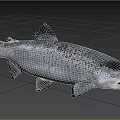 Silver Salmon Fish With Black Spots And Open Mouth In Natural Habitat