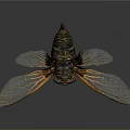 Cicada Insect With Patterned Wings Dark Body And Orange Edges On Reflective Surface