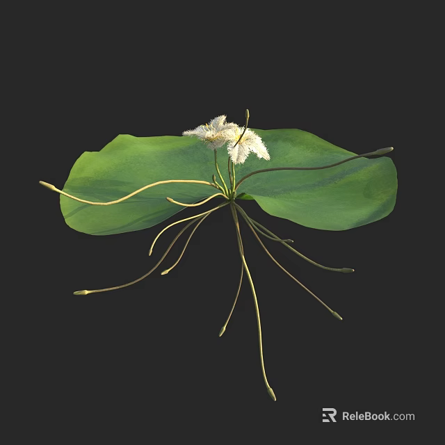 Detailed Green Leaf With White Flowers And Slender Stems Natural Plant 3d model 