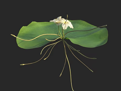 Detailed Green Leaf With White Flowers And Slender Stems Natural Plant 3d model