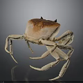 Detailed 3D Rendering of Crab with Brown Carapace and Long Legs