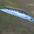 Silver Aquatic Fish With Slender Body And Blue Stripes In Natural Habitat