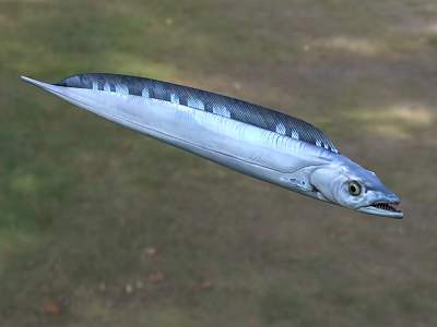 Silver Aquatic Fish With Slender Body And Blue Stripes In Natural Habitat 3d model