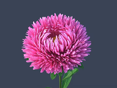 Pink Aster Flower With Fluffy Petals Yellow Center And Green Stem Against Dark Background 3d model