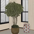 Indoor Potted Olive Tree With Multiple Trunks In Terracotta Pot By Window With Blinds