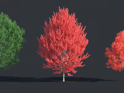 Vibrant Green And Red Arbor Trees Featuring Lush Foliage Full Canopy Against Dark Background 3d model
