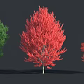 Vibrant Green And Red Arbor Trees Featuring Lush Foliage Full Canopy Against Dark Background