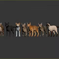 Various Colors And Breeds Of Cats Standing Side By Side On Gray Gradient Background With Floor Reflections