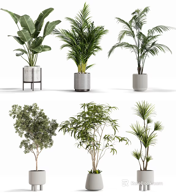 Decorative Indoor Potted Plants With Various Leafy Green Types And Stylish Containers 3d model 