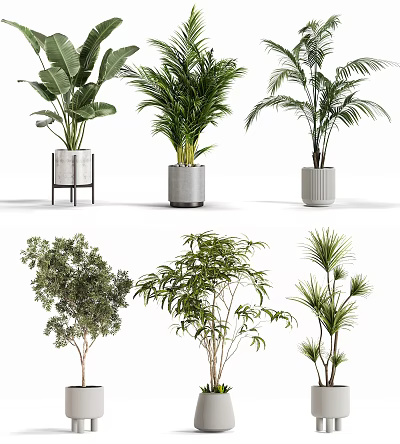 Decorative Indoor Potted Plants With Various Leafy Green Types And Stylish Containers 3d model