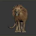 Fluffy Mane Lion Standing On Gray Background With Reflection Effect