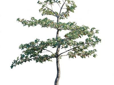 Tall Arbor With Lush Green Leaves Sturdy Trunk And Extended Branches Against White Background 3d model