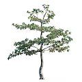 Tall Arbor With Lush Green Leaves Sturdy Trunk And Extended Branches Against White Background