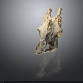 Detailed Animal Skull With Remaining Hair And Bone Structure Close Up