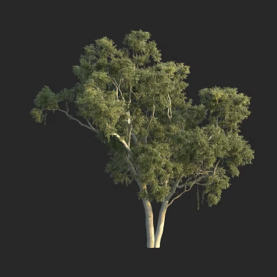 Lush Green Arbor With Dense Foliage And Tall White Trunk In Natural Form 3d model