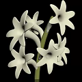 White Star Shaped Flowers With Green Stem And Multiple Gathered Blooms