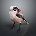 Fluffy White Pink And Black Bird With Orange Eyes Standing On Dark Surface