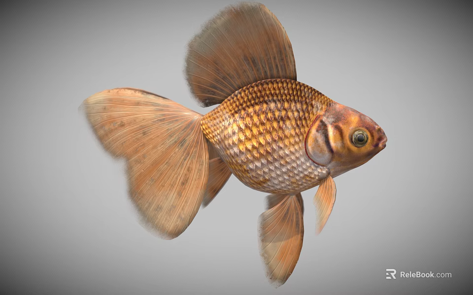 Golden Goldfish With Large Fins Shiny Scales And Graceful Swimming Motion 3d model 