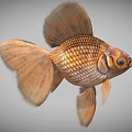Golden Goldfish With Large Fins Shiny Scales And Graceful Swimming Motion