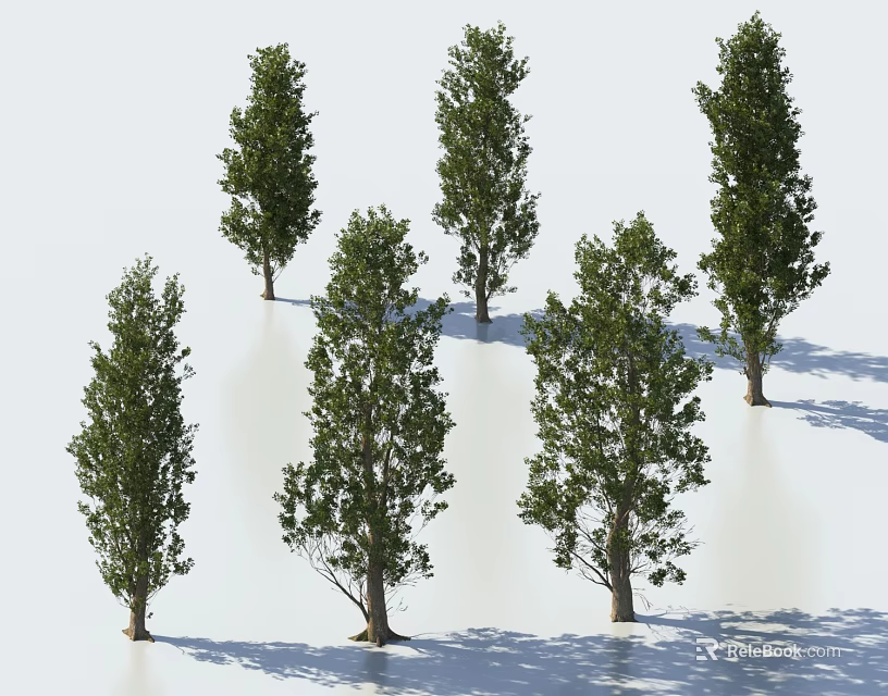 Six Arbor Trees With Upright Trunks And Lush Foliage Casting Shadows 3d model 