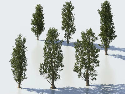 Six Arbor Trees With Upright Trunks And Lush Foliage Casting Shadows 3d model