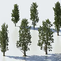 Six Arbor Trees With Upright Trunks And Lush Foliage Casting Shadows 3d model