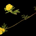Wild Plant With Yellow Flowers And Green Leaves On Long Curved Stem