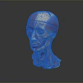 head structure head planer face human head planer face human brain planer face head structure brain structure human head structure 3d model