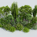 Various Types of Lush Green Shrubs for Garden Landscaping and Natural Design