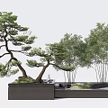 Japanese Style Courtyard Garden With Bonsai Pine Tree Bamboo And Stone Planter