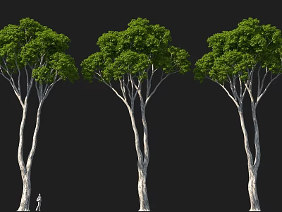 Three Arbor Trees With Green Foliage White Trunks Small Figure On Black Background 3d model