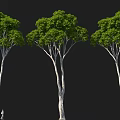 Three Arbor Trees With Green Foliage White Trunks Small Figure On Black Background 3d model