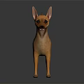 Light Brown Chihuahua Dog Standing On Dark Reflective Surface With Ears Perked And Alert Expression