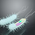Detailed 3D Illustration of Bacteria Internal Structures With Hair Like Cilia