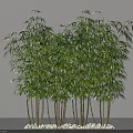 Lush Green Bamboo Plants with Tall Stems Fresh Leaves and White Pebbles at Base