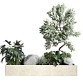 Decorative Bonsai Plant Display With Other Greenery And Stones In Light Colored Rectangular Pot