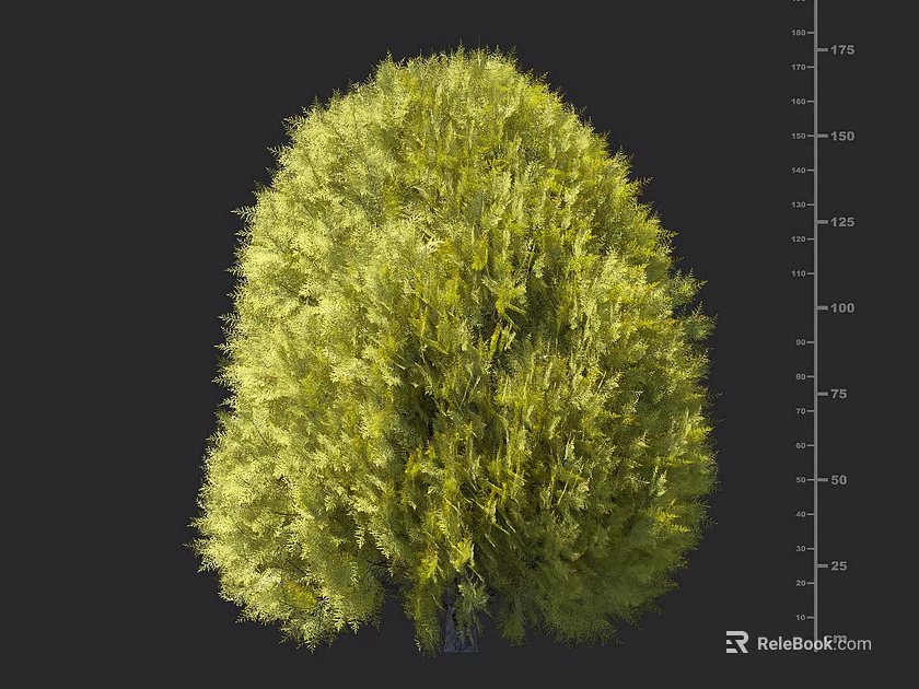 Lush Green Shrub with Dense Foliage for Garden Landscape Design and Measured Height Scale 3d model 